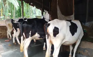 4 high-quality cows of breed number 1439.