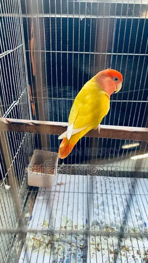 লাভ বার্ড রানিং