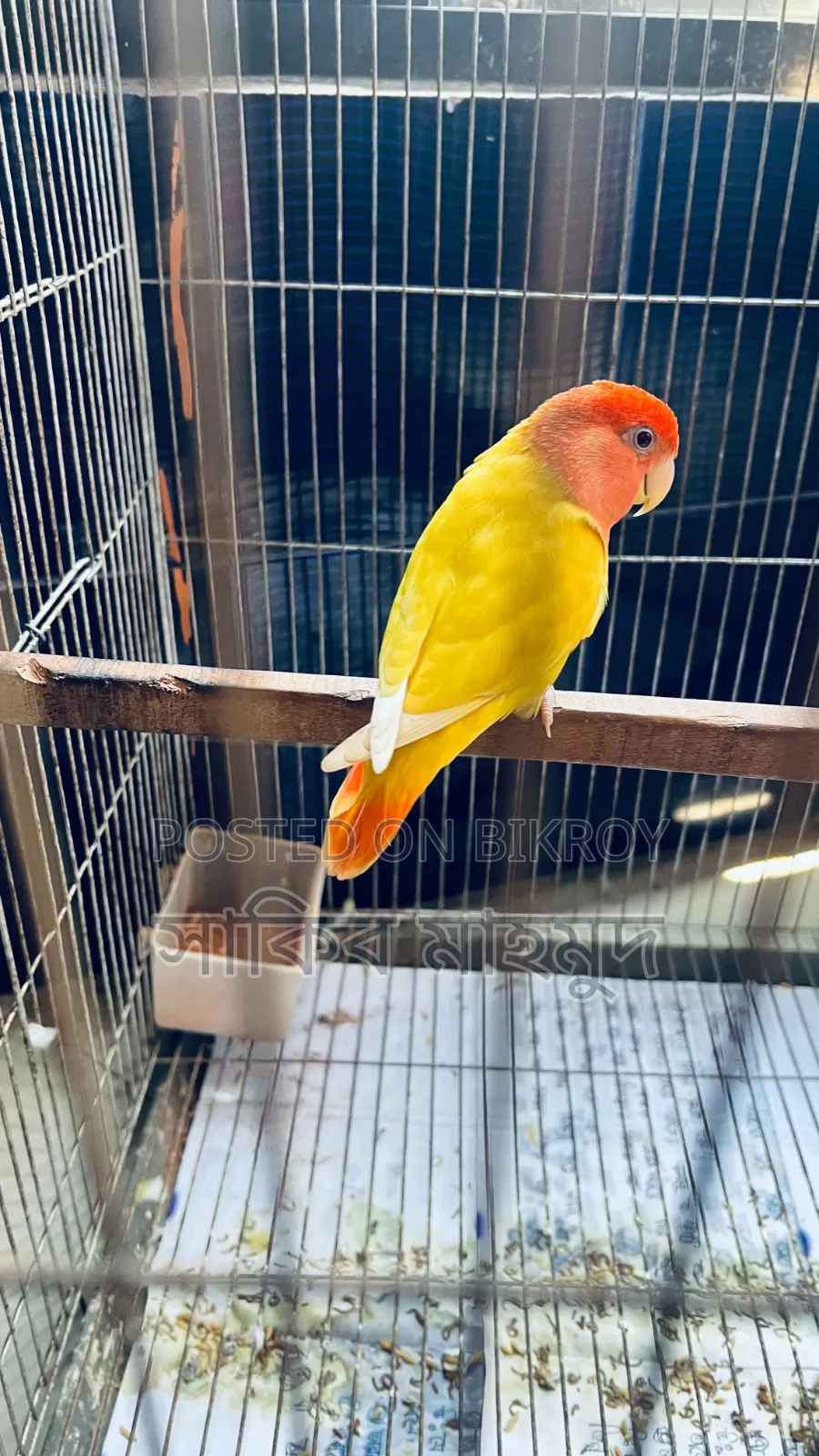 লাভ বার্ড রানিং