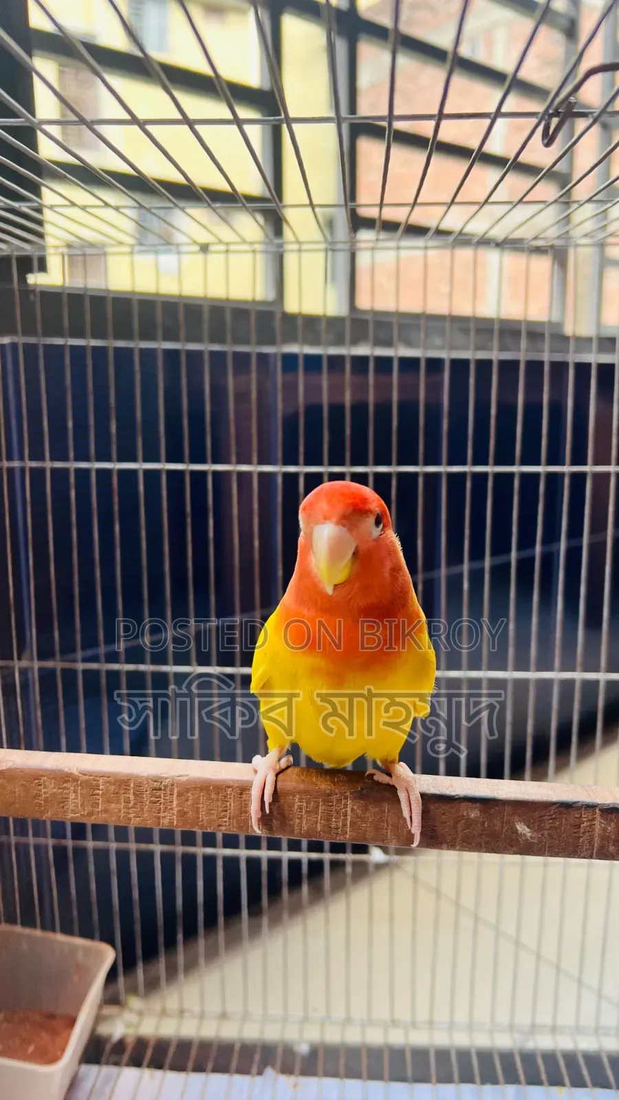 লাভ বার্ড রানিং