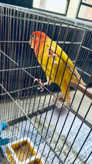 লাভ বার্ড রানিং