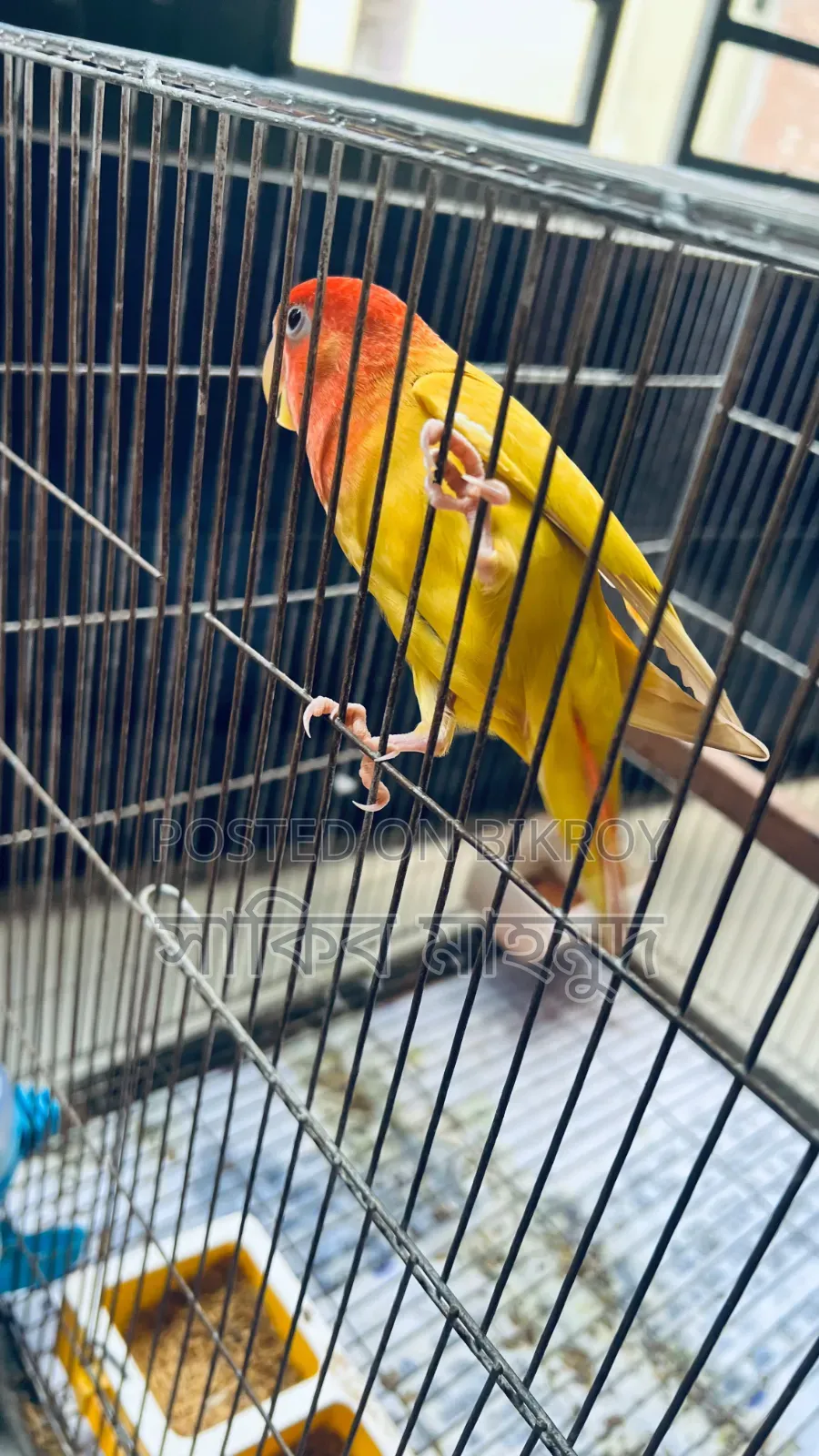 লাভ বার্ড রানিং