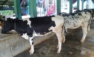 1440 high-quality 5 heifers.