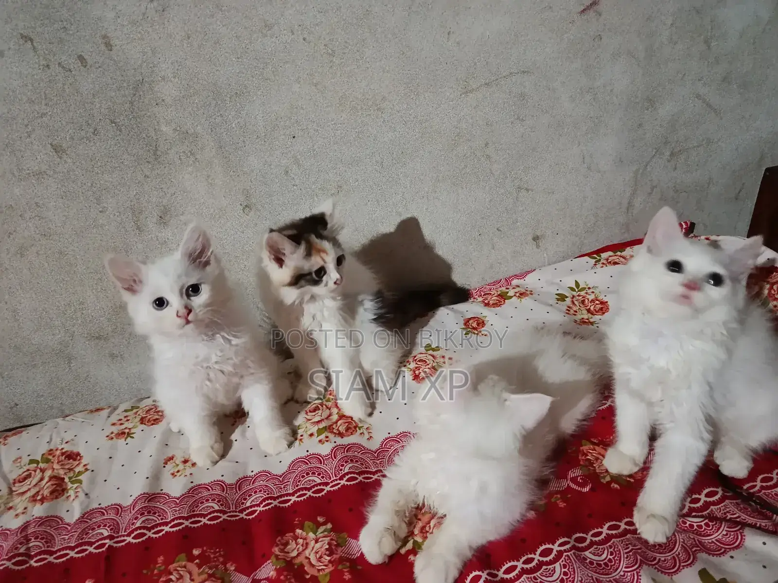 1-3 Months Female Purebred Persian