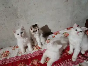1-3 Months Female Purebred Persian