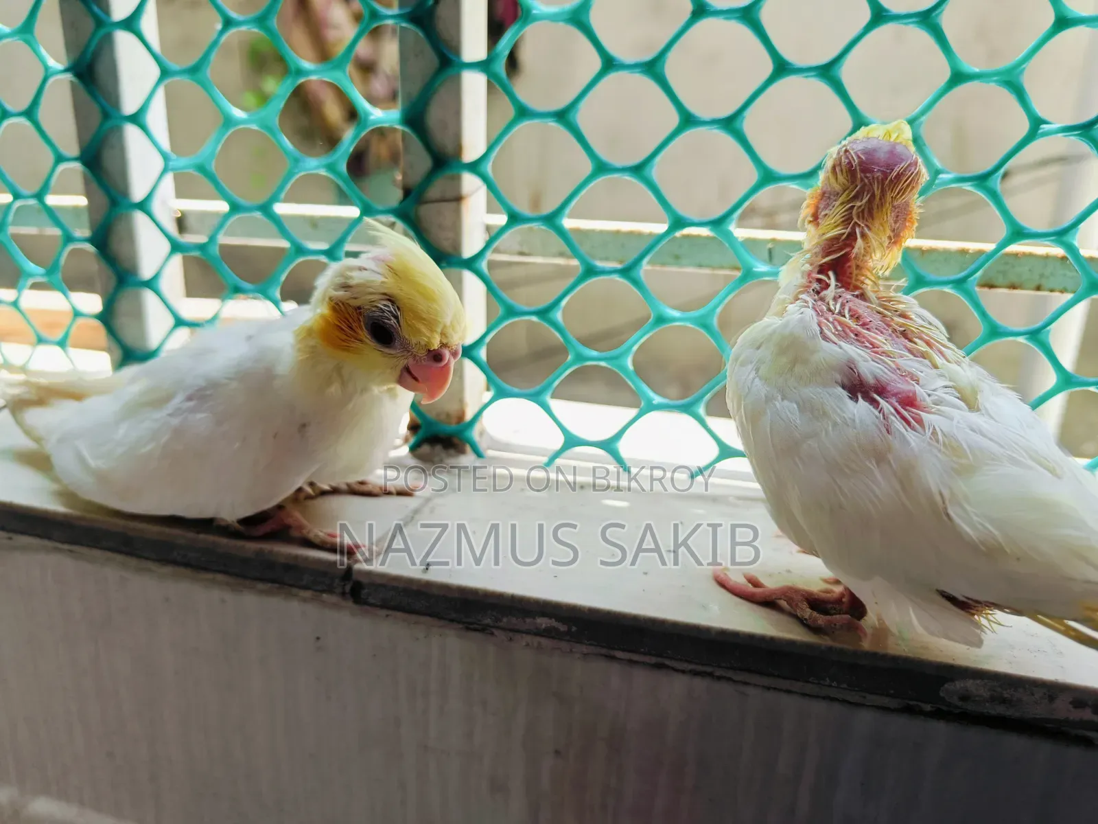 Cockatiel Tame Size Baby
