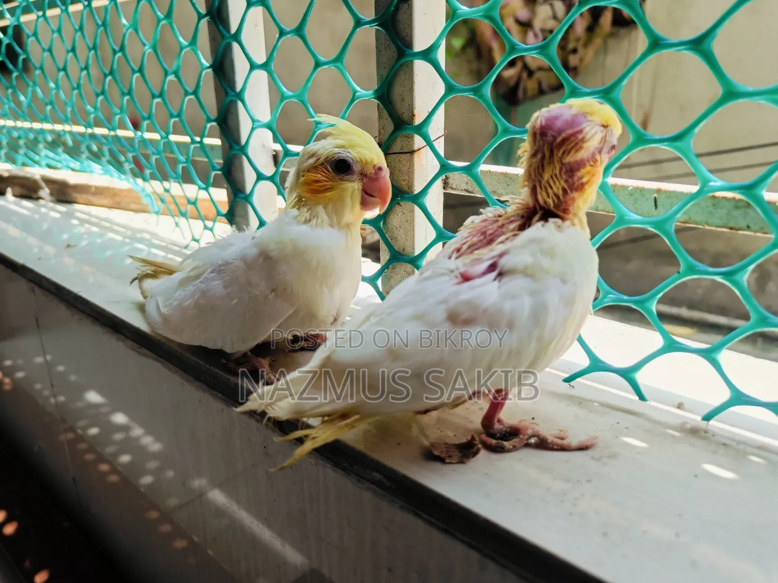 Cockatiel Tame Size Baby