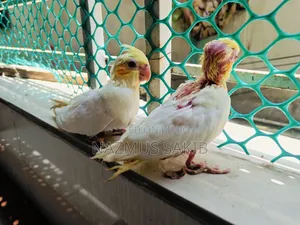 Cockatiel Tame Size Baby
