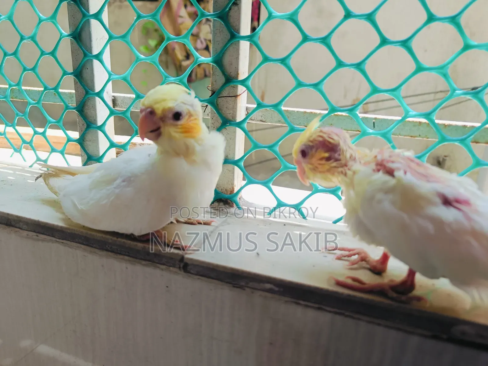 Cockatiel Tame Size Baby