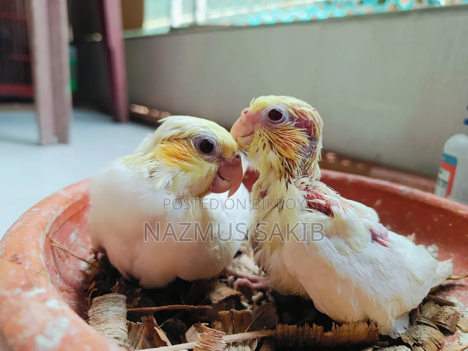 Cockatiel Tame Size Baby