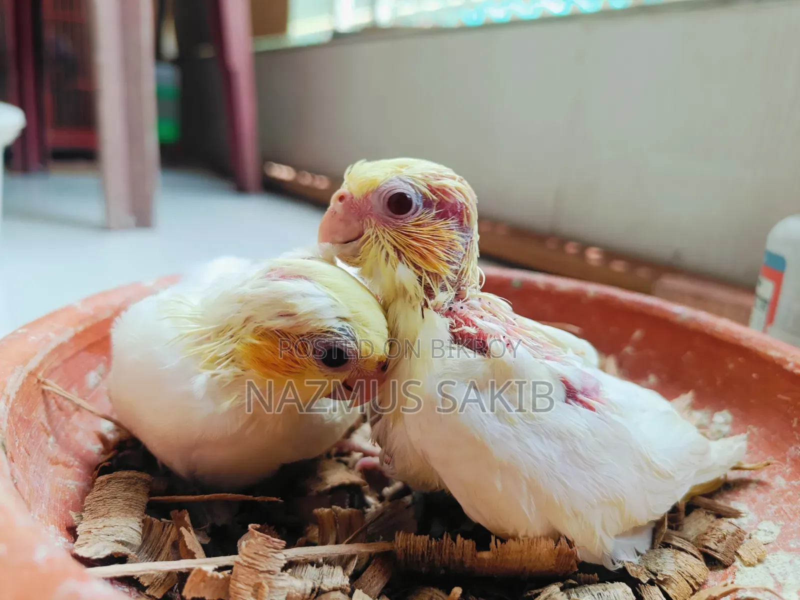 Cockatiel Tame Size Baby