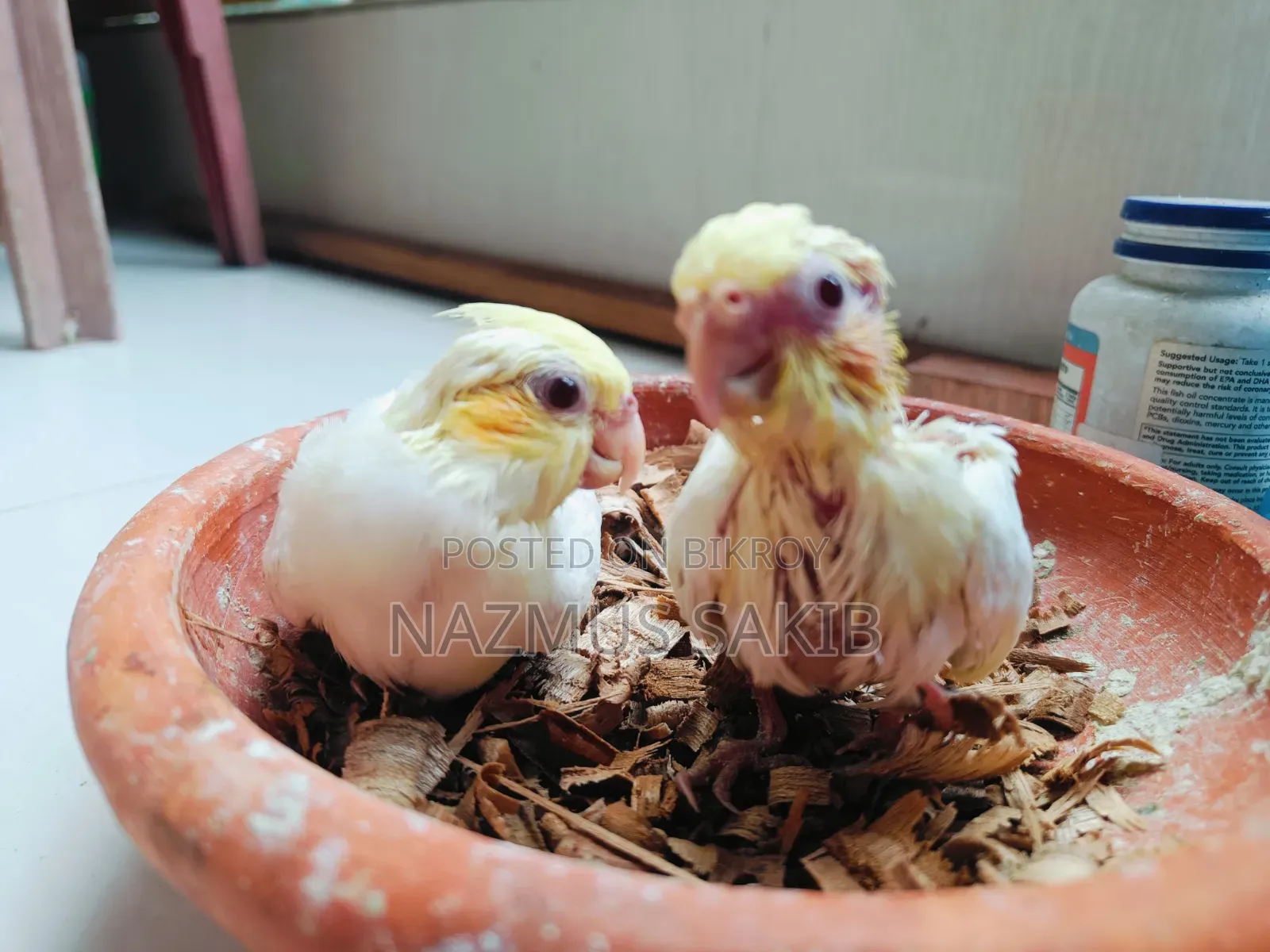Cockatiel Tame Size Baby