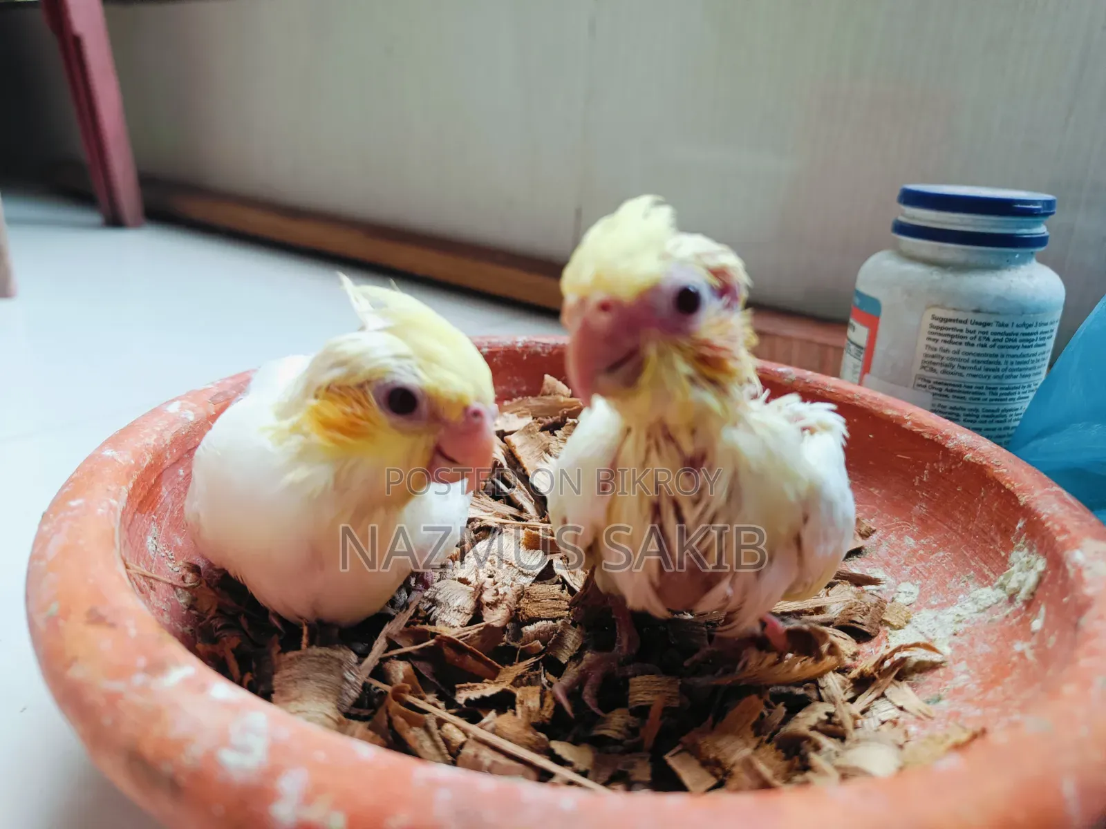 Cockatiel Tame Size Baby