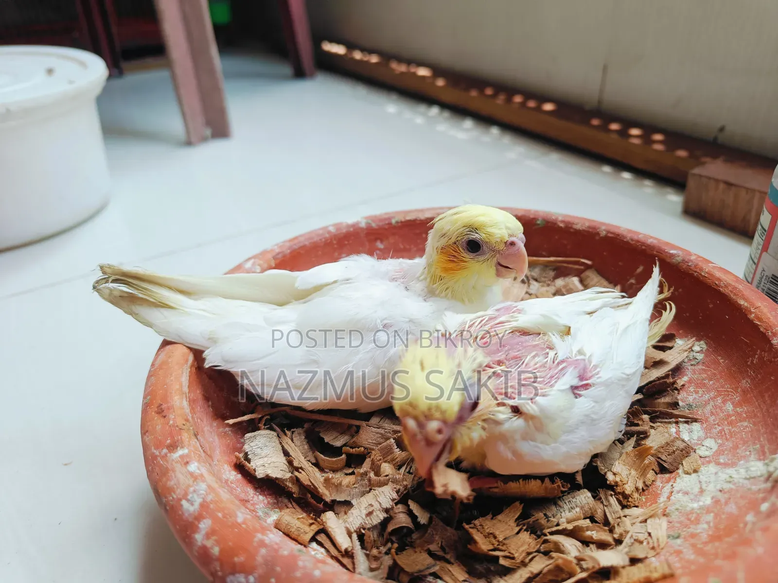 Cockatiel Tame Size Baby