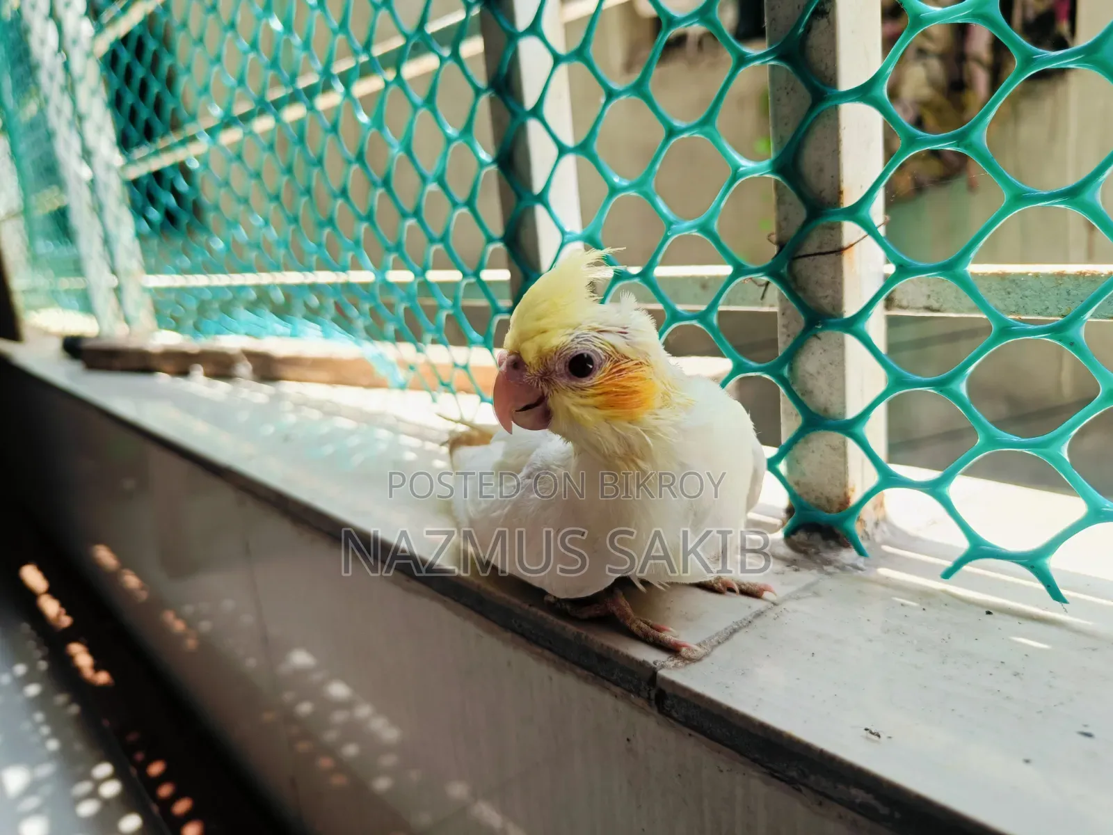 Cockatiel Tame Size Baby