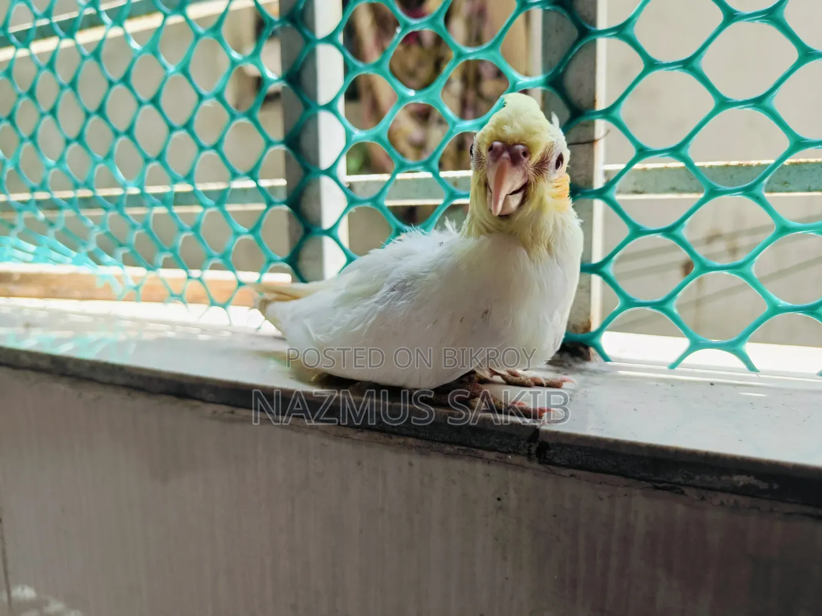 Cockatiel Tame Size Baby