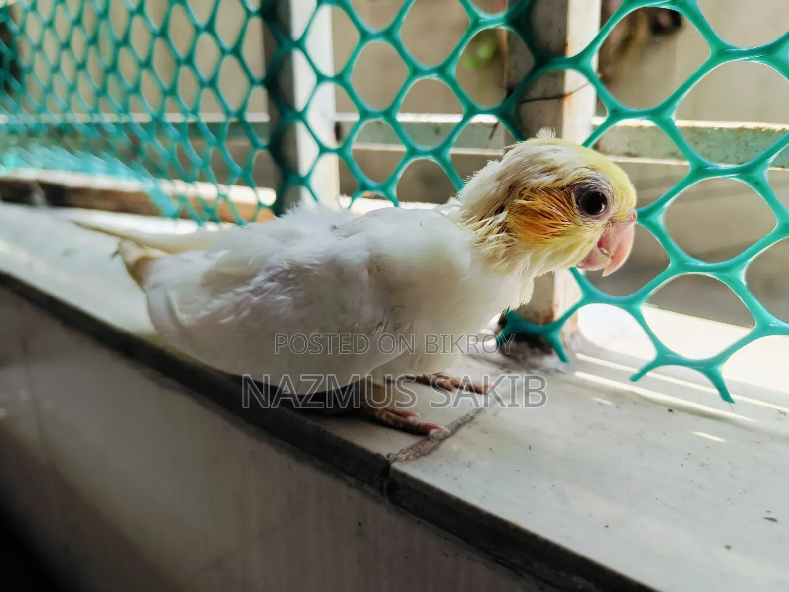 Cockatiel Tame Size Baby