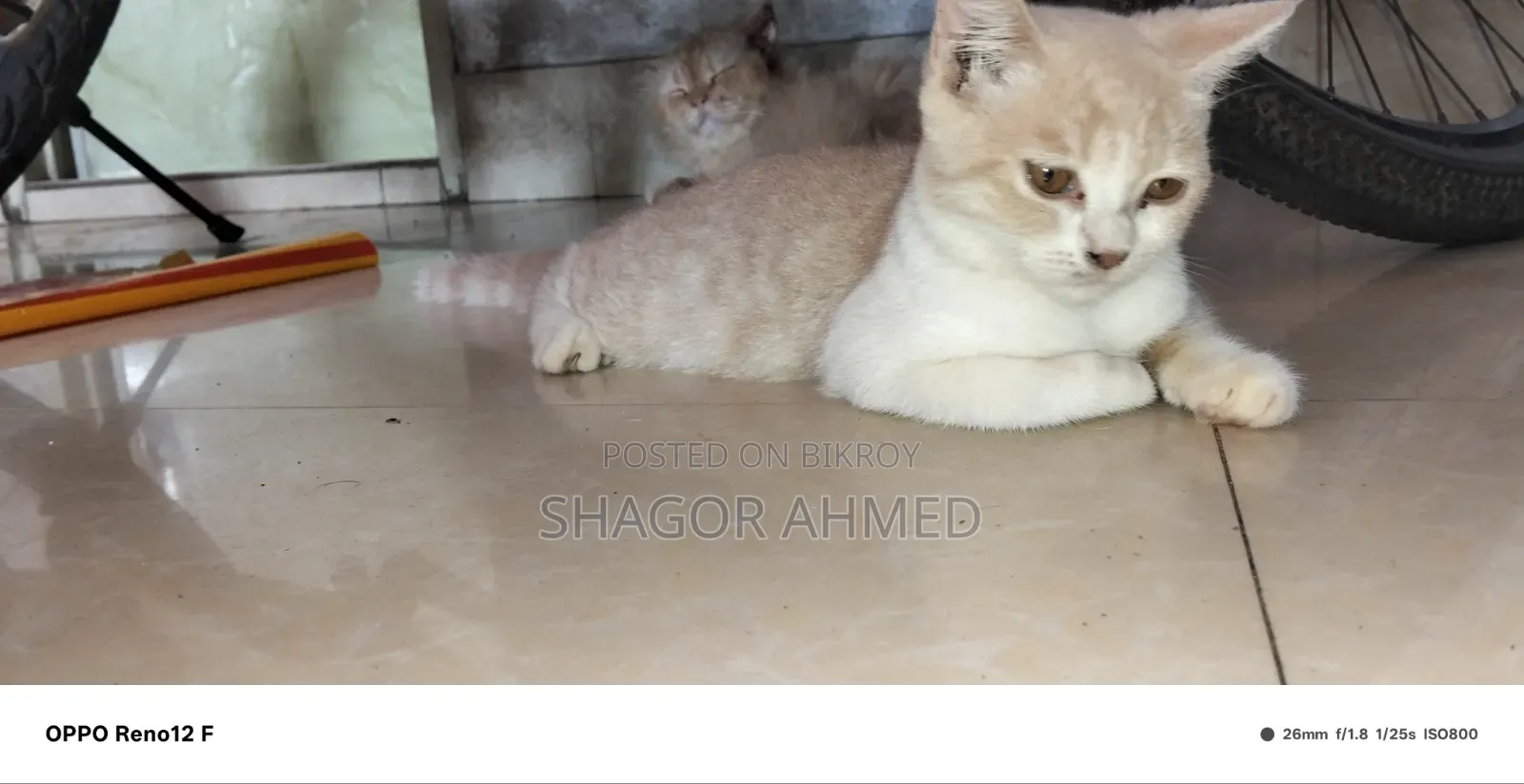 1-3 Months Female Purebred British Shorthair
