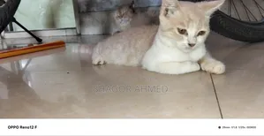 1-3 Months Female Purebred British Shorthair