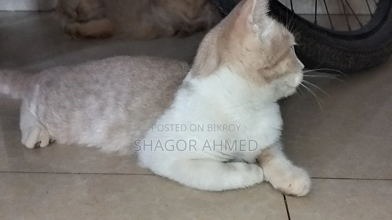 1-3 Months Female Purebred British Shorthair