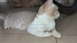 1-3 Months Female Purebred British Shorthair
