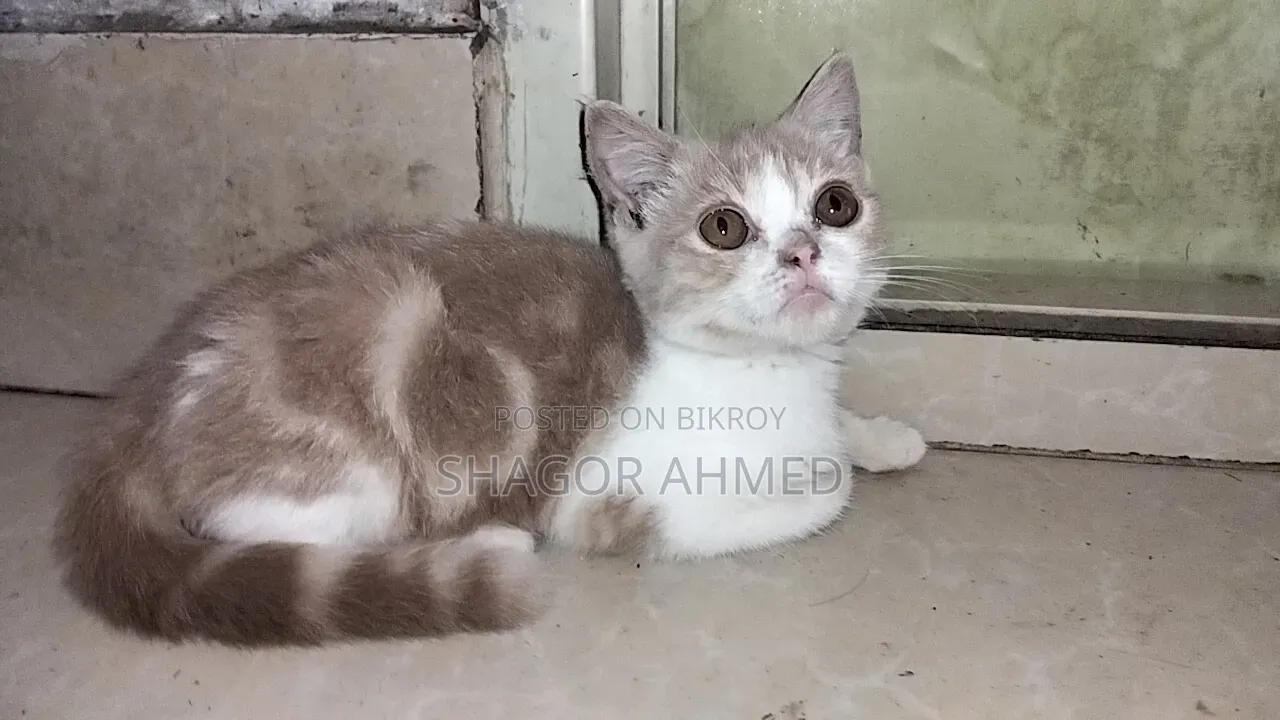 1-3 Months Female Purebred British Shorthair