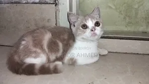 1-3 Months Female Purebred British Shorthair