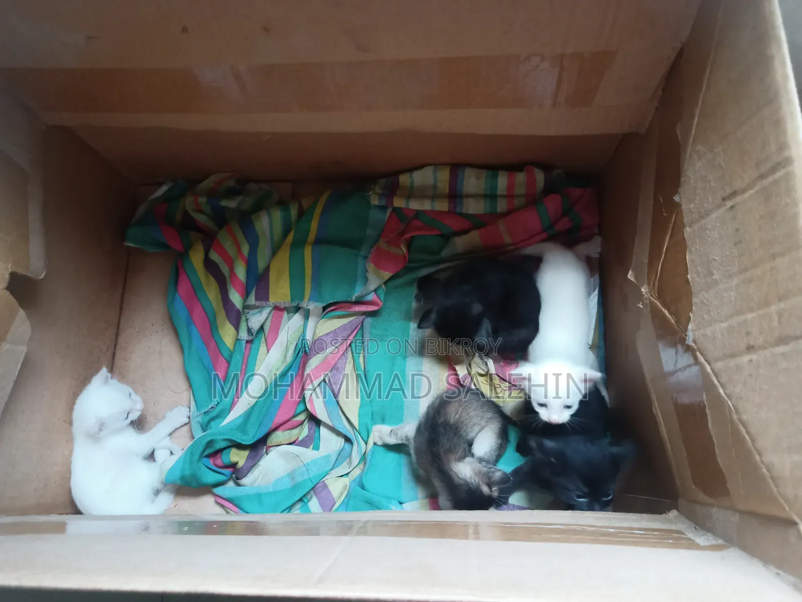 0-1 Month Female Mixed Breed Persian