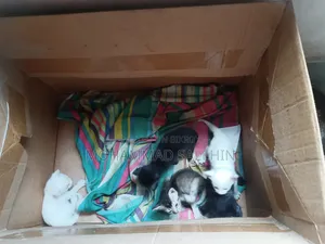 0-1 Month Female Mixed Breed Persian
