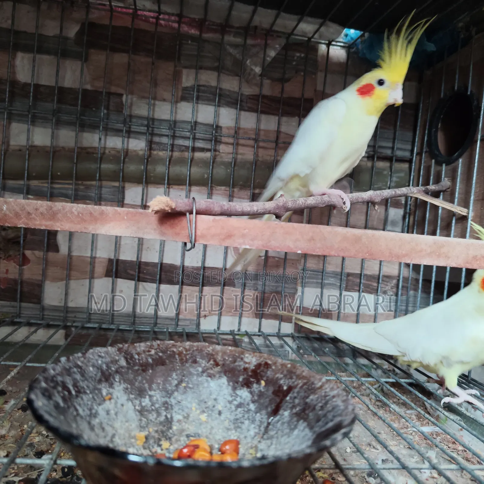 এক জোড়া বিগ সাইজ রানিং ককাটেল বিক্রি হবে।