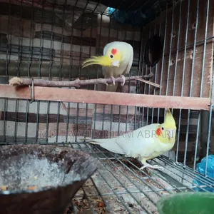 এক জোড়া বিগ সাইজ রানিং ককাটেল বিক্রি হবে।