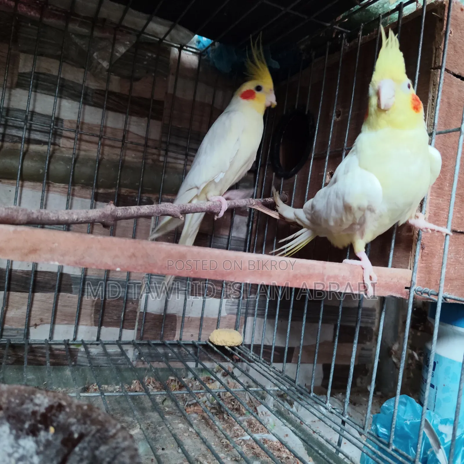 এক জোড়া বিগ সাইজ রানিং ককাটেল বিক্রি হবে।