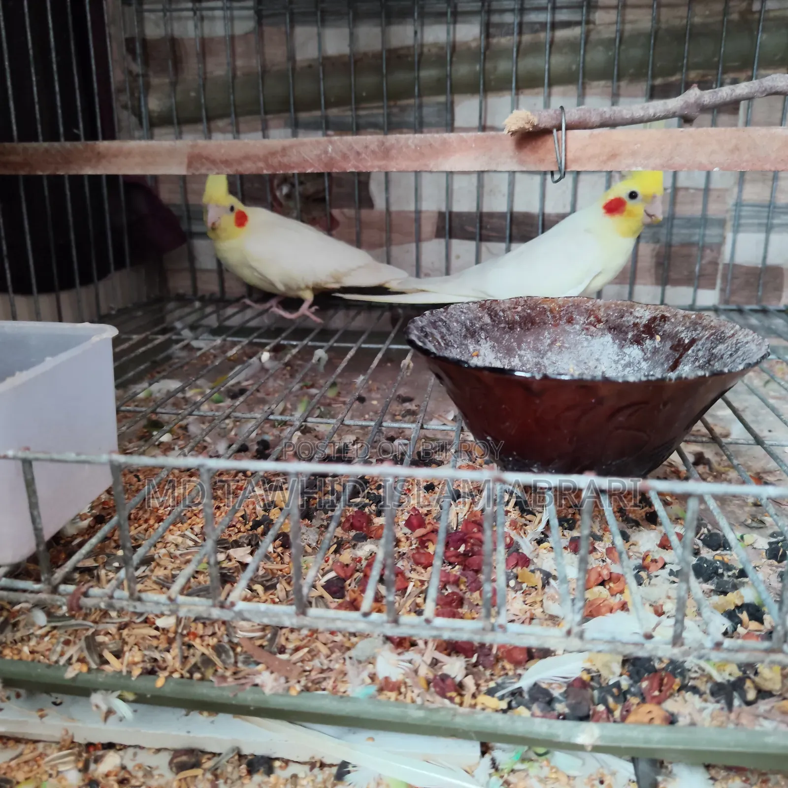 এক জোড়া বিগ সাইজ রানিং ককাটেল বিক্রি হবে।