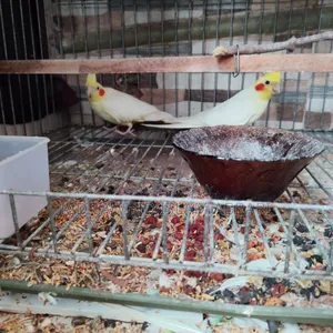 এক জোড়া বিগ সাইজ রানিং ককাটেল বিক্রি হবে।