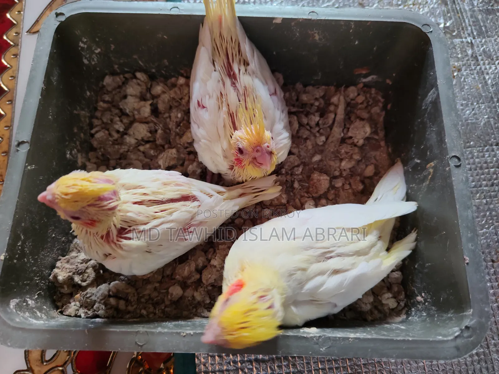 এক জোড়া বিগ সাইজ রানিং ককাটেল বিক্রি হবে।