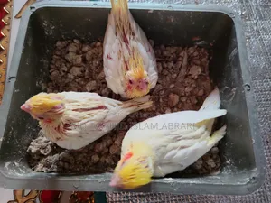 এক জোড়া বিগ সাইজ রানিং ককাটেল বিক্রি হবে।