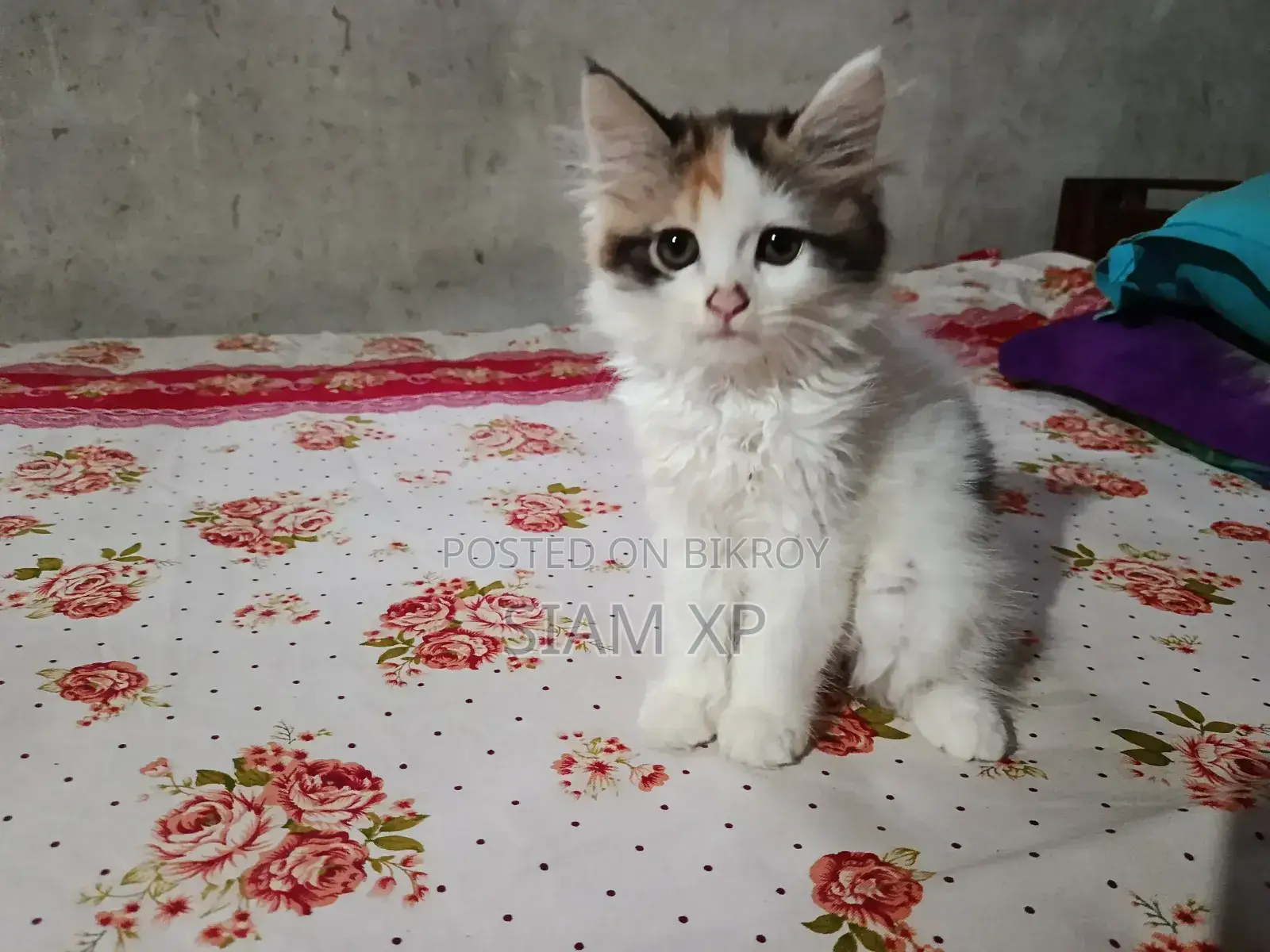 1-3 Months Female Purebred Persian