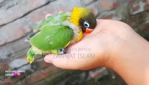 ইয়েলো কলার্ড