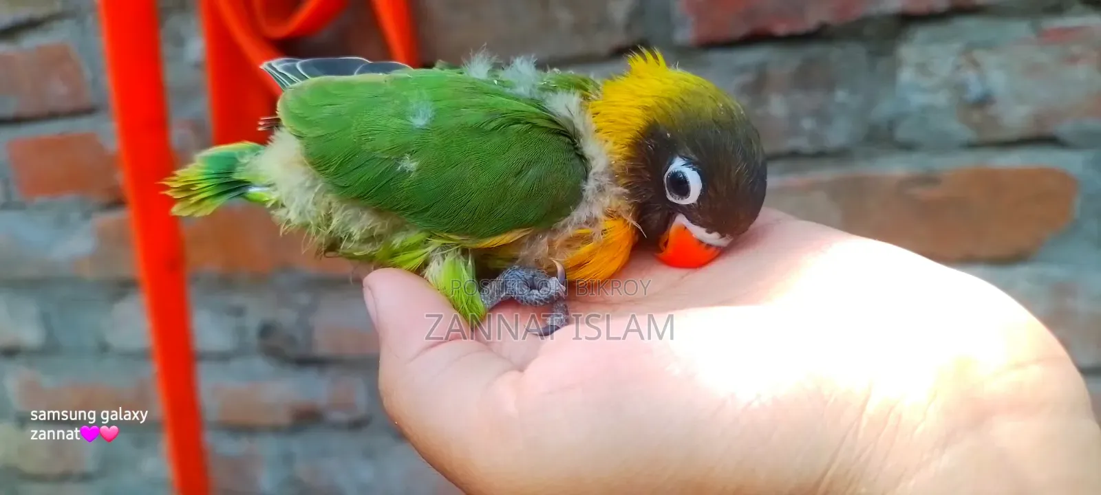 ইয়েলো কলার্ড