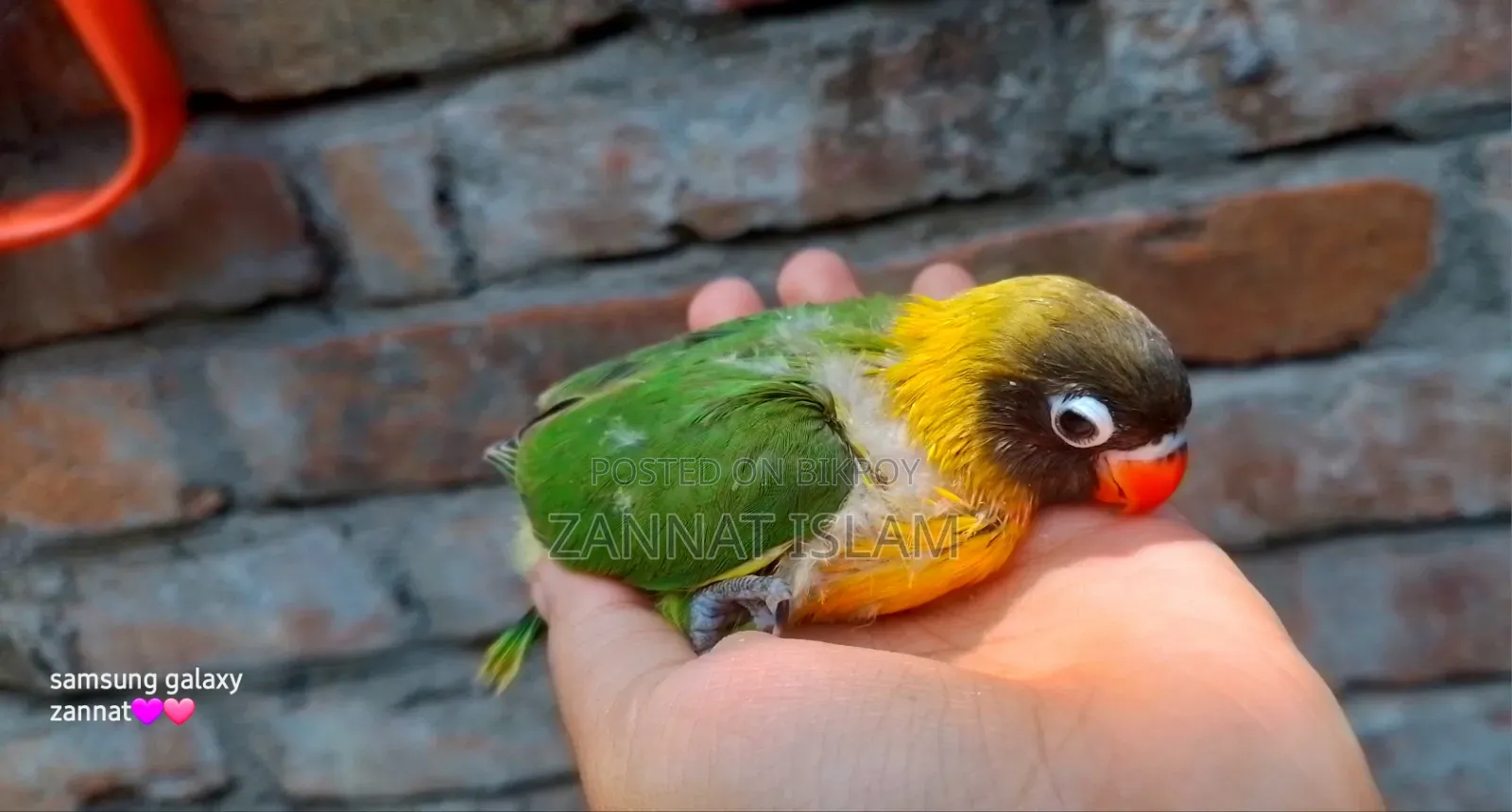 ইয়েলো কলার্ড