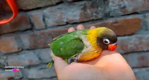 ইয়েলো কলার্ড