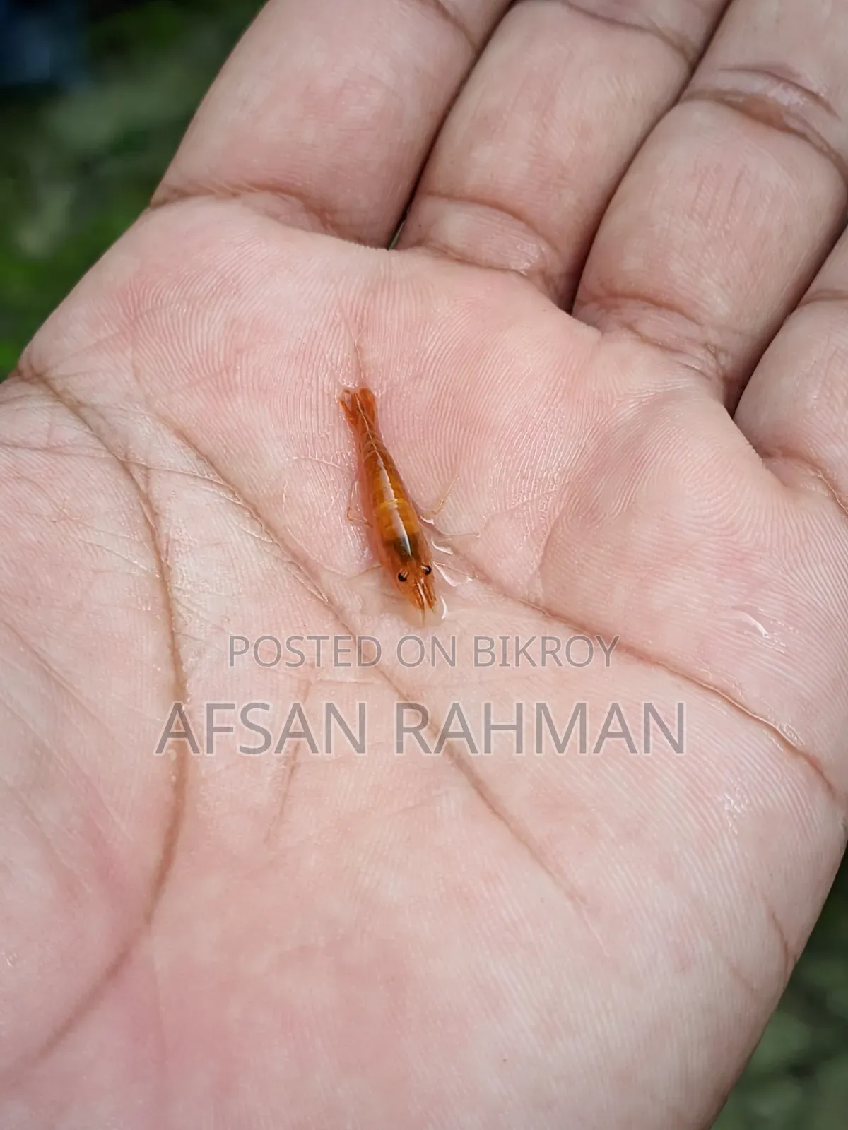 Colour Full Shrimp