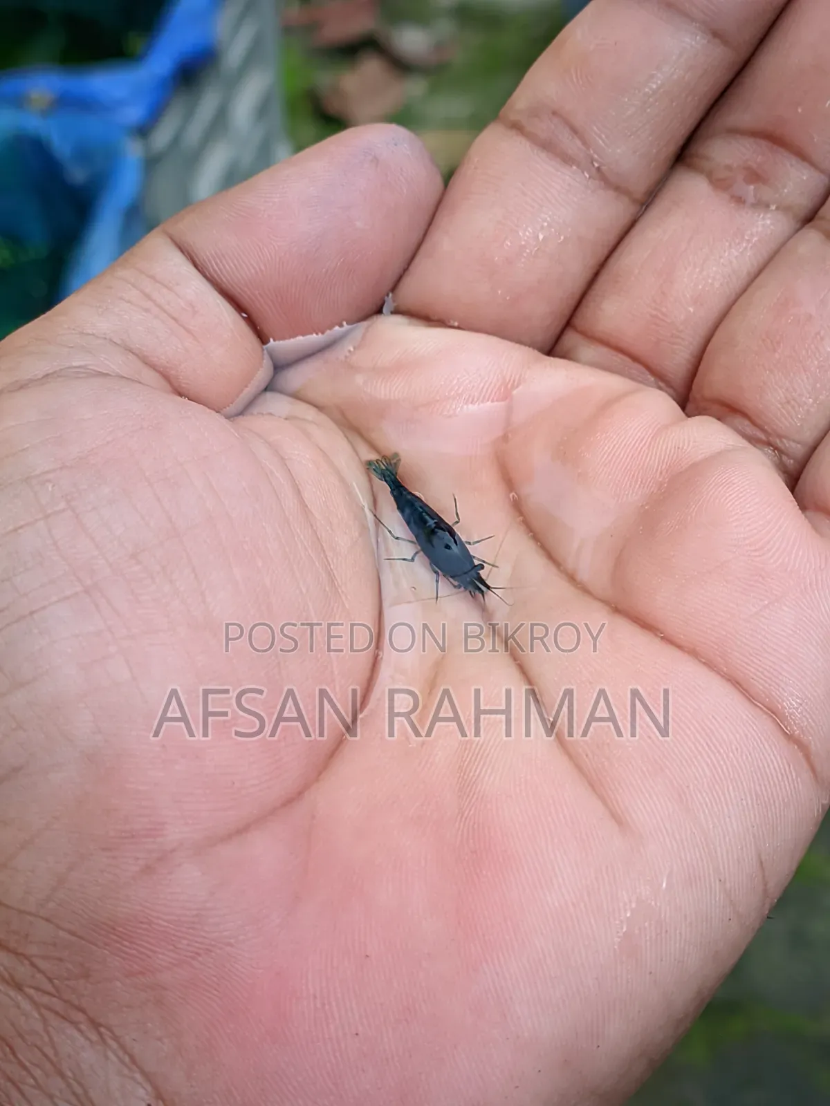Colour Full Shrimp