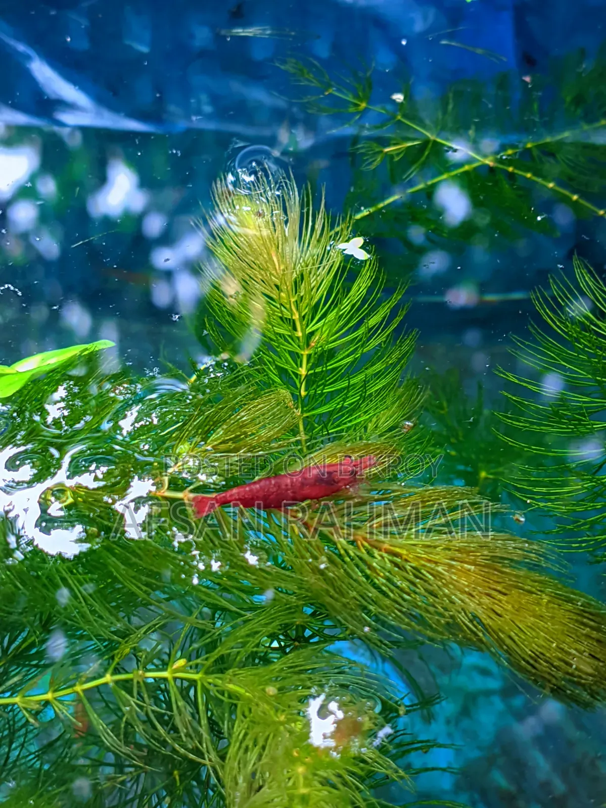 Colour Full Shrimp