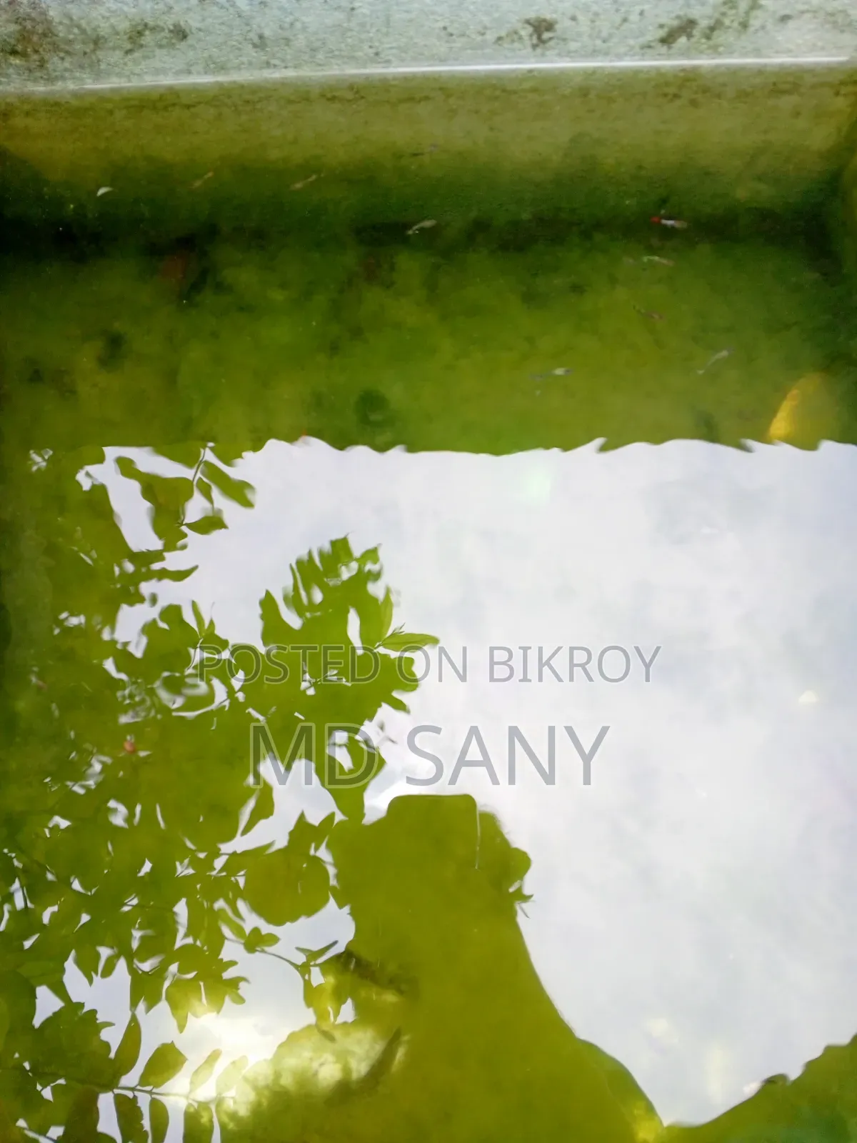 Guppy Fish