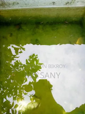 Guppy Fish