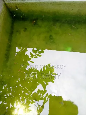 Guppy Fish