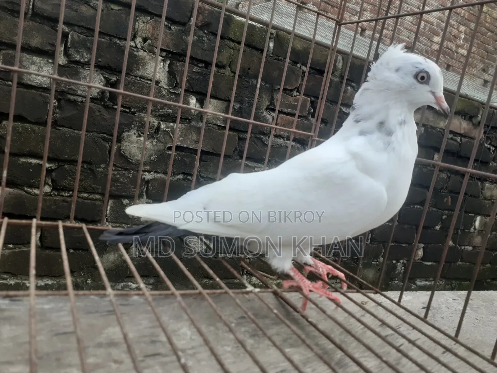 নাজরা কালদম চুইঠাল মাদি ৬পর এর