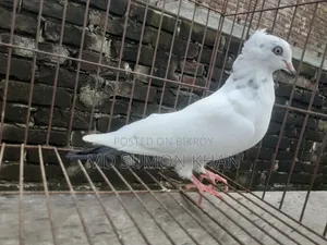 নাজরা কালদম চুইঠাল মাদি ৬পর এর
