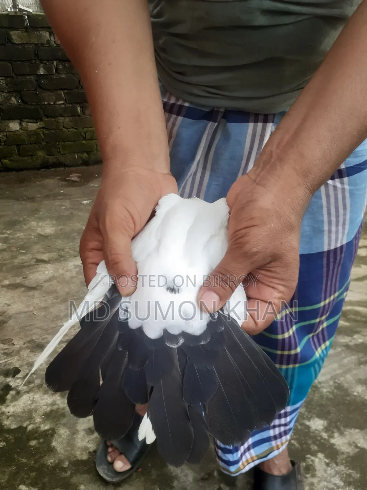 নাজরা কালদম চুইঠাল মাদি ৬পর এর